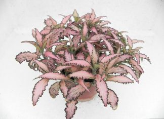 Fittonia Rosey Clouds2