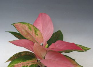 A Flower Plant,Hummingbird Food Recipe Sugar Water Ratio