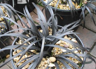 Ophiopogon-Black monto grass