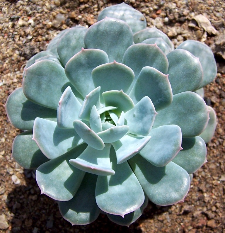 Echeveria Secunda | Flower Plant