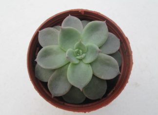 Echeveria Silver Queen