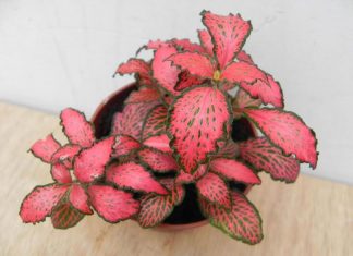Fittonia pink forest flame