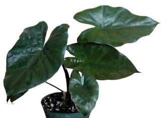 Alocasia Metalica