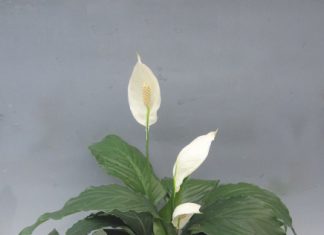 Spathiphyllum Sunshine Dream