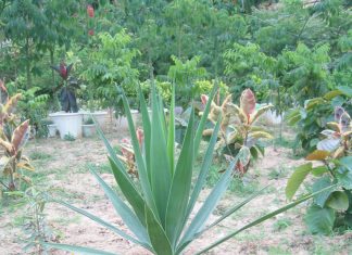 Yucca Elepantipes Green