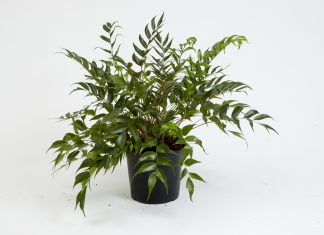 Cyrtomium-falcatum-Rochfordianum-Japanese-Holly-fern