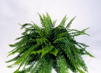 Nephro-ex.-Boston-Fern