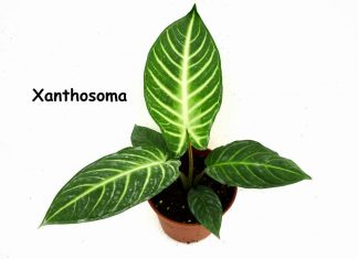 Xanthosoma